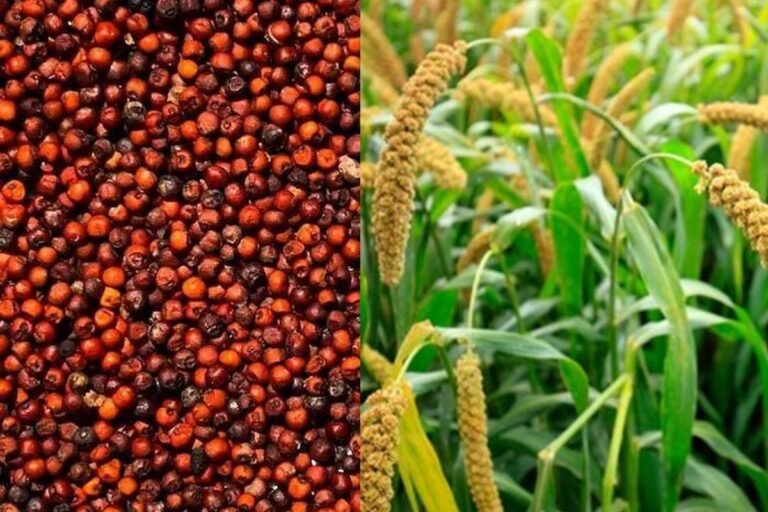 Health Benefits of Ragi