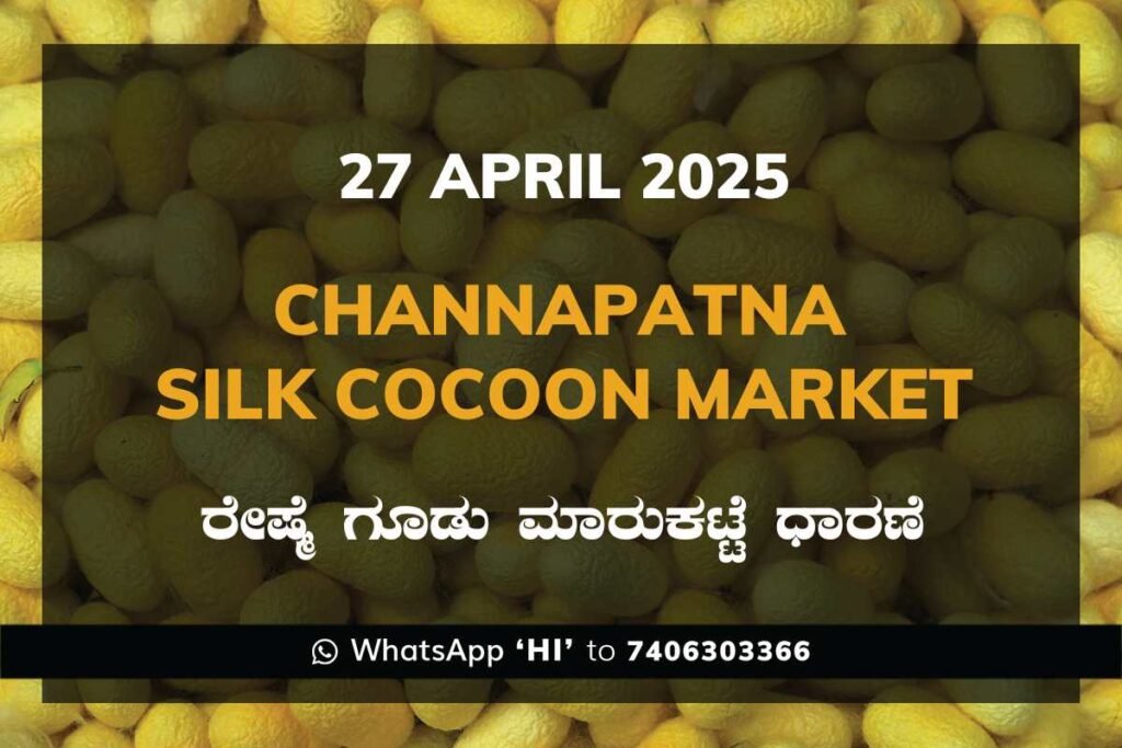 Channapatna Silk Cocoon Market Price Rate ಚನ್ನಪಟ್ಟಣ ರೇಷ್ಮೆ ಗೂಡು ಮಾರುಕಟ್ಟೆ ಧಾರಣೆ