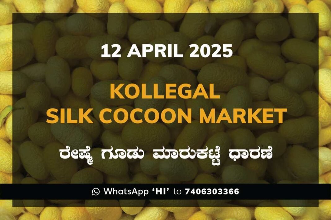Kollegal Silk Cocoon Market Price Rate ಕೊಳ್ಳೇಗಾಲ ರೇಷ್ಮೆ ಗೂಡು ಮಾರುಕಟ್ಟೆ ಧಾರಣೆ