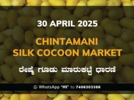 Chintamani Silk Cocoon Market ಚಿಂತಾಮಣಿ ರೇಷ್ಮೆ ಗೂಡು ಮಾರುಕಟ್ಟೆ ಧಾರಣೆ