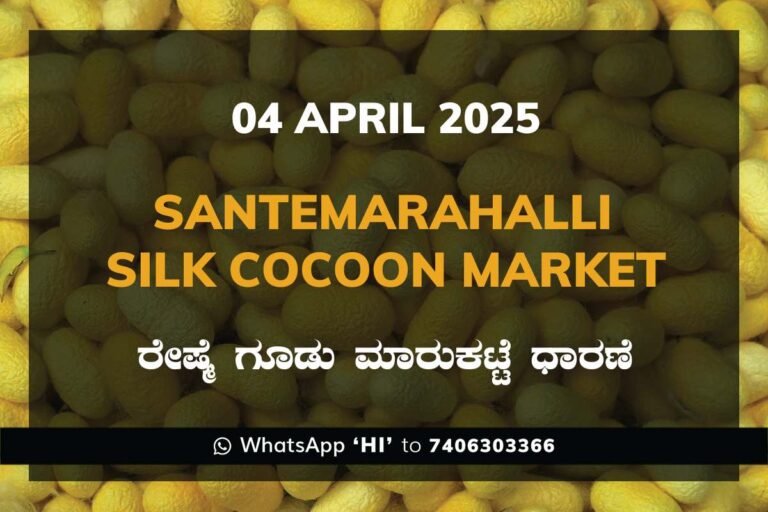Silk Santhemarahalli Santemarahalli Government Cocoon Market ಸಂತೇಮರಹಳ್ಳಿ ರೇಷ್ಮೆ ಗೂಡು ಮಾರುಕಟ್ಟೆ ಧಾರಣೆ