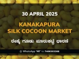 Kanakapura Silk Cocoon Market ಕನಕಪುರ ರೇಷ್ಮೆ ಗೂಡು ಮಾರುಕಟ್ಟೆ ಧಾರಣೆ