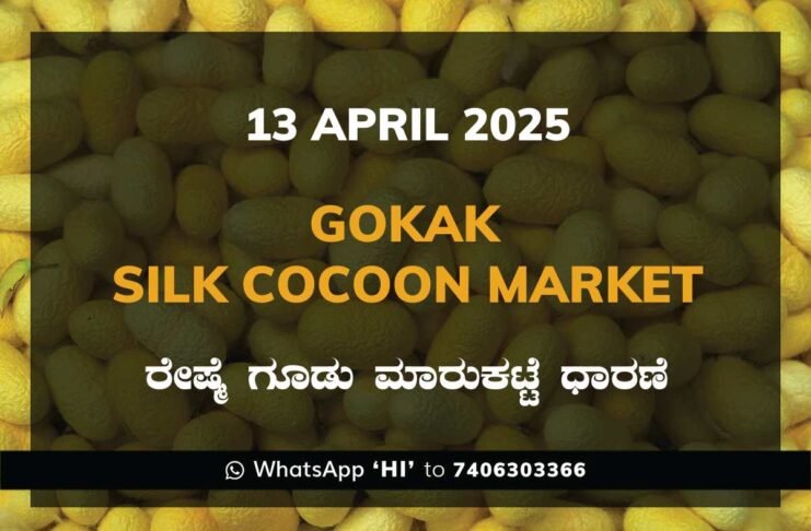 Gokak Government Silk Cocoon Market Daily Rate Report ಗೋಕಾಕ್ ರೇಷ್ಮೆ ಗೂಡು ಮಾರುಕಟ್ಟೆ ಧಾರಣೆ