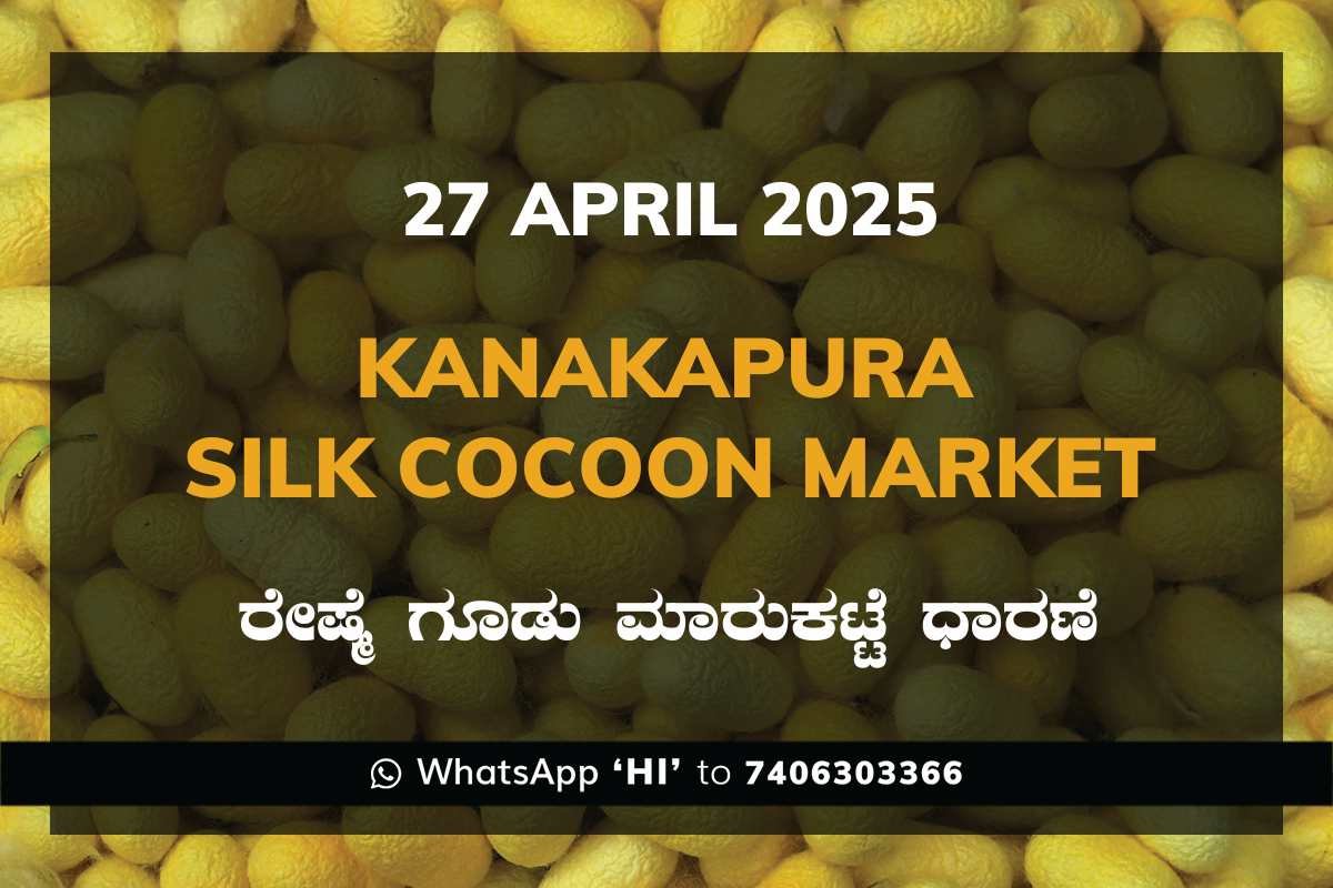 25 Kanakapura Silk Cocoon Market ಕನಕಪುರ ರೇಷ್ಮೆ ಗೂಡು ಮಾರುಕಟ್ಟೆ ಧಾರಣೆ