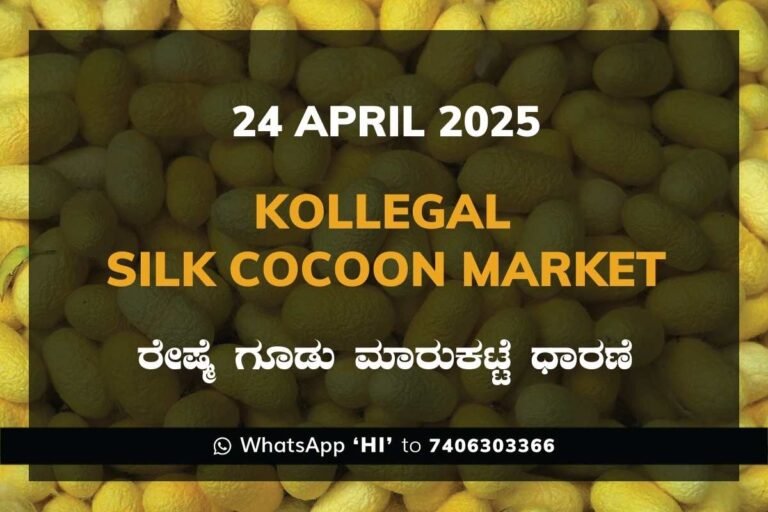 Kollegal Silk Cocoon Market Price Rate ಕೊಳ್ಳೇಗಾಲ ರೇಷ್ಮೆ ಗೂಡು ಮಾರುಕಟ್ಟೆ ಧಾರಣೆ