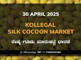 Kollegal Silk Cocoon Market Price Rate ಕೊಳ್ಳೇಗಾಲ ರೇಷ್ಮೆ ಗೂಡು ಮಾರುಕಟ್ಟೆ ಧಾರಣೆ