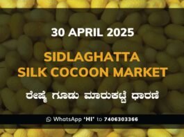 Sidlaghatta Silk Cocoon Market Price Rate ಶಿಡ್ಲಘಟ್ಟ ರೇಷ್ಮೆ ಗೂಡು ಮಾರುಕಟ್ಟೆ ಧಾರಣೆ