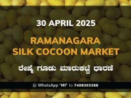 Ramanagara Silk Cocoon Market ರಾಮನಗರ ರೇಷ್ಮೆ ಗೂಡು ಮಾರುಕಟ್ಟೆ ಧಾರಣೆ