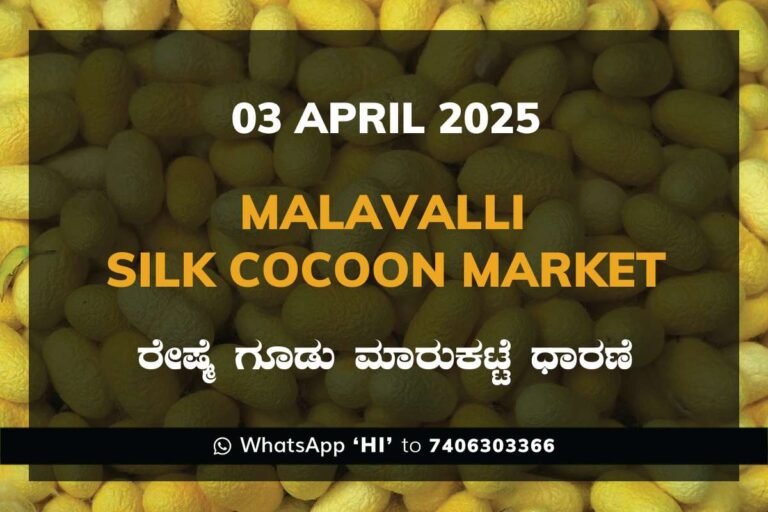 Malavalli Silk Cocoon Market Price Rate ಮಳವಳ್ಳಿ ರೇಷ್ಮೆ ಗೂಡು ಮಾರುಕಟ್ಟೆ ಧಾರಣೆ