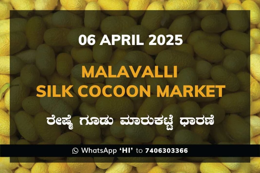 Malavalli Silk Cocoon Market Price Rate ಮಳವಳ್ಳಿ ರೇಷ್ಮೆ ಗೂಡು ಮಾರುಕಟ್ಟೆ ಧಾರಣೆ