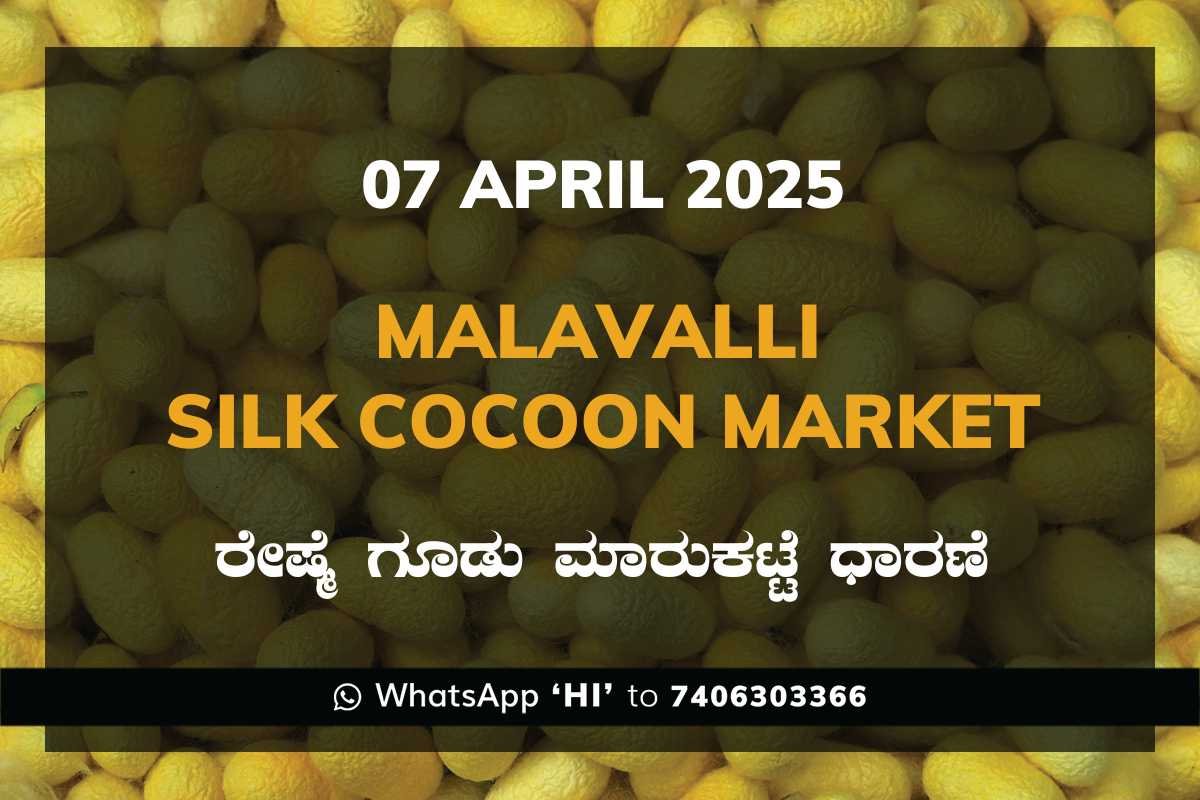 4 Malavalli Silk Cocoon Market Price Rate ಮಳವಳ್ಳಿ ರೇಷ್ಮೆ ಗೂಡು ಮಾರುಕಟ್ಟೆ ಧಾರಣೆ