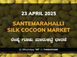 Silk Santhemarahalli Santemarahalli Government Cocoon Market ಸಂತೇಮರಹಳ್ಳಿ ರೇಷ್ಮೆ ಗೂಡು ಮಾರುಕಟ್ಟೆ ಧಾರಣೆ