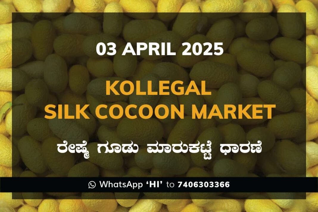 Kollegal Silk Cocoon Market Price Rate ಕೊಳ್ಳೇಗಾಲ ರೇಷ್ಮೆ ಗೂಡು ಮಾರುಕಟ್ಟೆ ಧಾರಣೆ