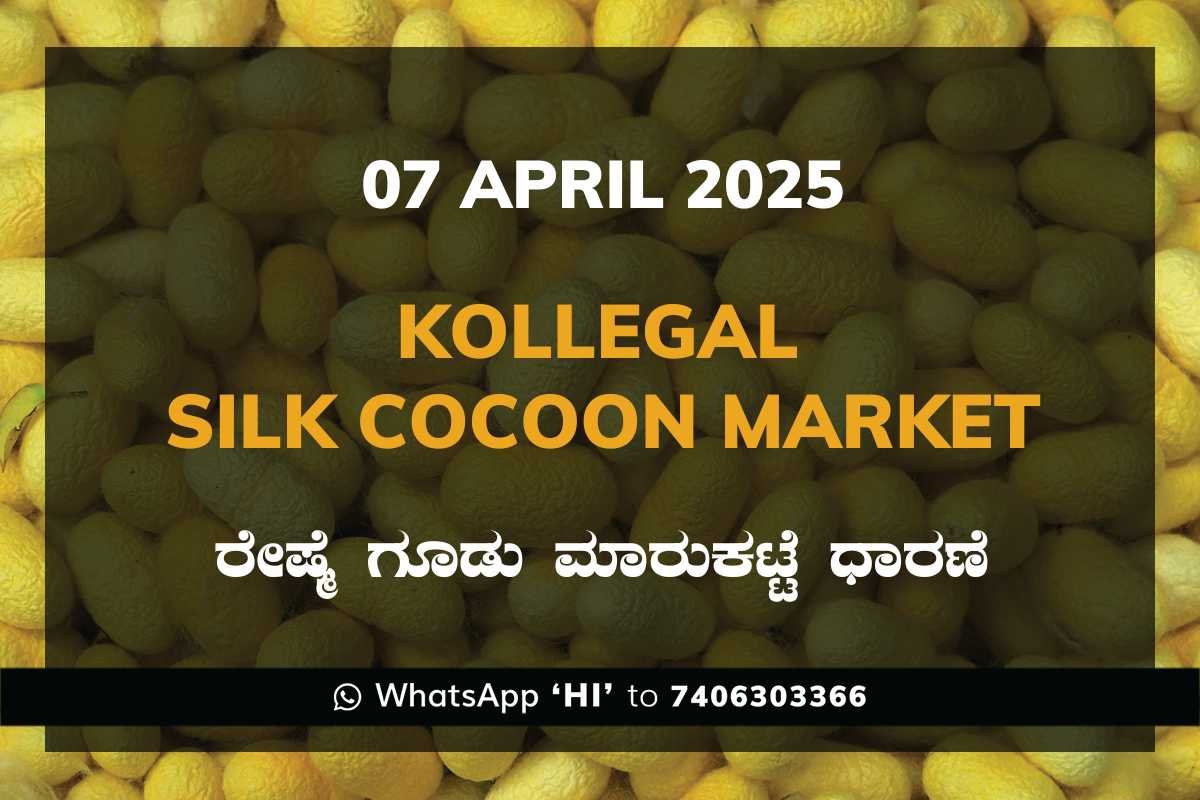 8 Kollegal Silk Cocoon Market Price Rate ಕೊಳ್ಳೇಗಾಲ ರೇಷ್ಮೆ ಗೂಡು ಮಾರುಕಟ್ಟೆ ಧಾರಣೆ