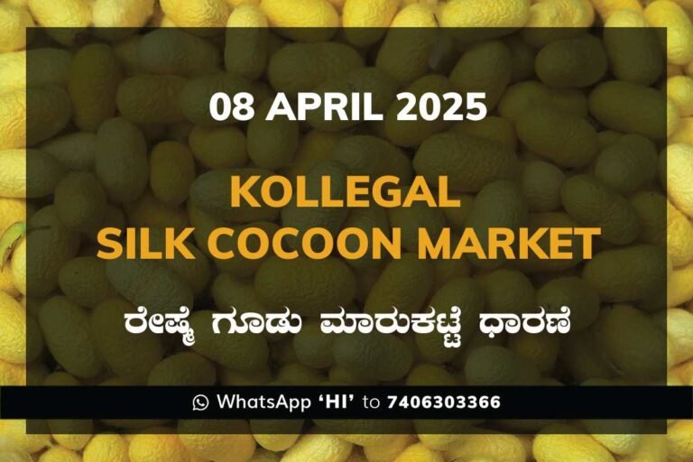 Kollegal Silk Cocoon Market Price Rate ಕೊಳ್ಳೇಗಾಲ ರೇಷ್ಮೆ ಗೂಡು ಮಾರುಕಟ್ಟೆ ಧಾರಣೆ