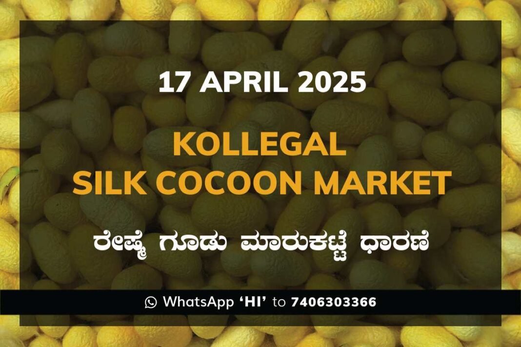 Kollegal Silk Cocoon Market Price Rate ಕೊಳ್ಳೇಗಾಲ ರೇಷ್ಮೆ ಗೂಡು ಮಾರುಕಟ್ಟೆ ಧಾರಣೆ