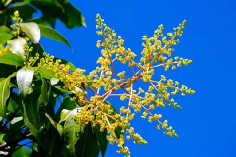 Mango Blossom