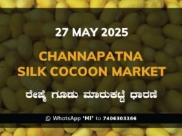 Channapatna Silk Cocoon Market Price Rate ಚನ್ನಪಟ್ಟಣ ರೇಷ್ಮೆ ಗೂಡು ಮಾರುಕಟ್ಟೆ ಧಾರಣೆ