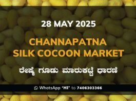 Channapatna Silk Cocoon Market Price Rate ಚನ್ನಪಟ್ಟಣ ರೇಷ್ಮೆ ಗೂಡು ಮಾರುಕಟ್ಟೆ ಧಾರಣೆ