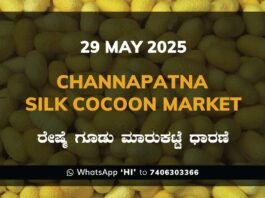 Channapatna Silk Cocoon Market Price Rate ಚನ್ನಪಟ್ಟಣ ರೇಷ್ಮೆ ಗೂಡು ಮಾರುಕಟ್ಟೆ ಧಾರಣೆ