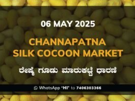 Channapatna Silk Cocoon Market Price Rate ಚನ್ನಪಟ್ಟಣ ರೇಷ್ಮೆ ಗೂಡು ಮಾರುಕಟ್ಟೆ ಧಾರಣೆ