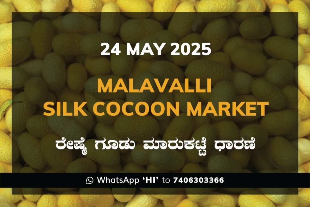 Malavalli Silk Cocoon Market Price Rate ಮಳವಳ್ಳಿ ರೇಷ್ಮೆ ಗೂಡು ಮಾರುಕಟ್ಟೆ ಧಾರಣೆ