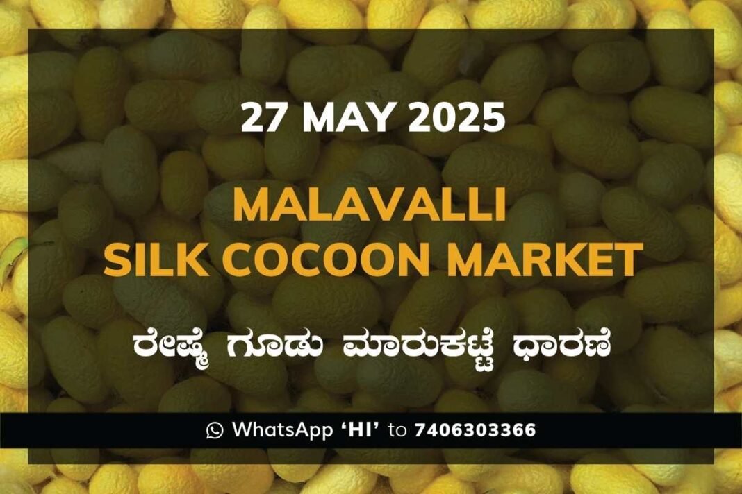 Malavalli Silk Cocoon Market Price Rate ಮಳವಳ್ಳಿ ರೇಷ್ಮೆ ಗೂಡು ಮಾರುಕಟ್ಟೆ ಧಾರಣೆ