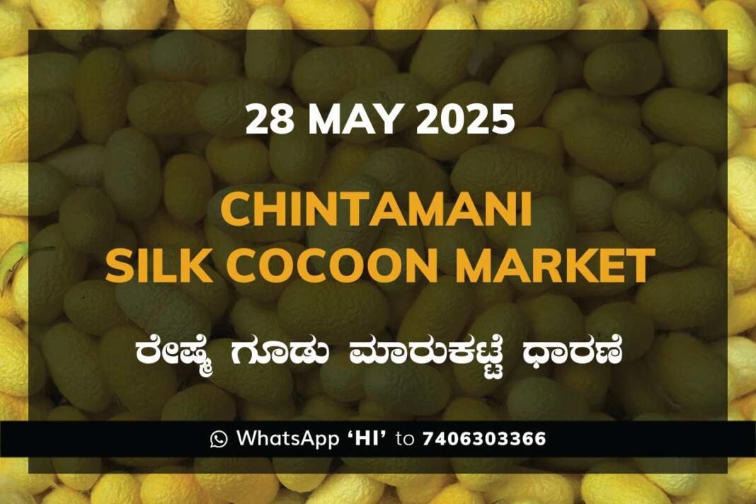Chintamani Silk Cocoon Market ಚಿಂತಾಮಣಿ ರೇಷ್ಮೆ ಗೂಡು ಮಾರುಕಟ್ಟೆ ಧಾರಣೆ