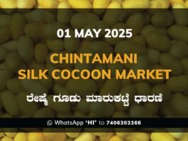 Chintamani Silk Cocoon Market ಚಿಂತಾಮಣಿ ರೇಷ್ಮೆ ಗೂಡು ಮಾರುಕಟ್ಟೆ ಧಾರಣೆ