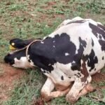 Devanahalli Vijayapura Cow Death by Electric Shock