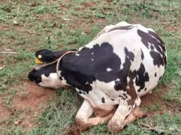 Devanahalli Vijayapura Cow Death by Electric Shock