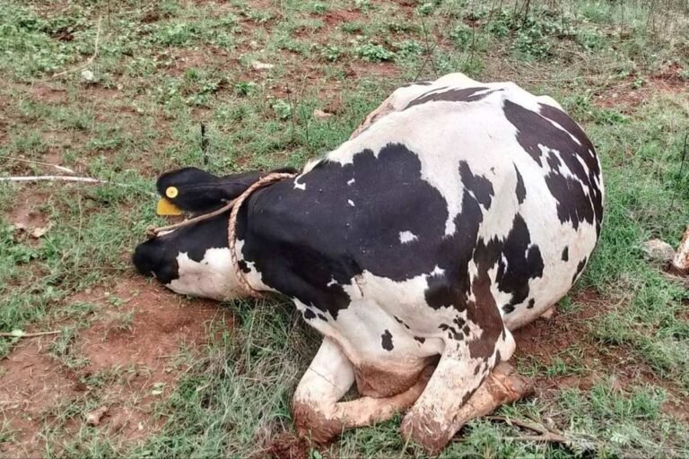Devanahalli Vijayapura Cow Death by Electric Shock