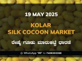 Kolar Silk Cocoon Market Price Rate ಕೋಲಾರ ರೇಷ್ಮೆ ಗೂಡು ಮಾರುಕಟ್ಟೆ ಧಾರಣೆ