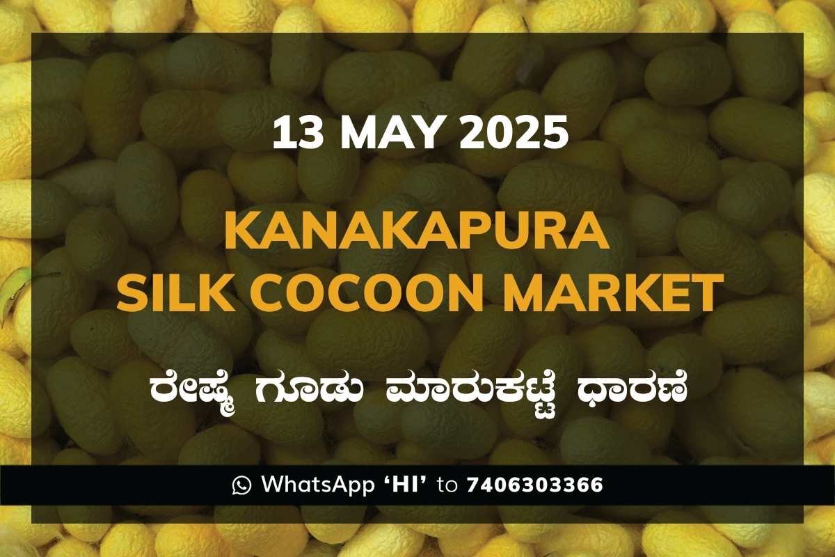 25 Kanakapura Silk Cocoon Market ಕನಕಪುರ ರೇಷ್ಮೆ ಗೂಡು ಮಾರುಕಟ್ಟೆ ಧಾರಣೆ