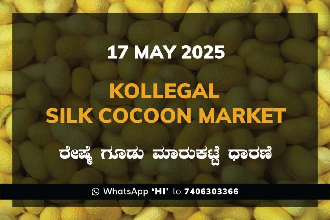 Kollegal Silk Cocoon Market Price Rate ಕೊಳ್ಳೇಗಾಲ ರೇಷ್ಮೆ ಗೂಡು ಮಾರುಕಟ್ಟೆ ಧಾರಣೆ