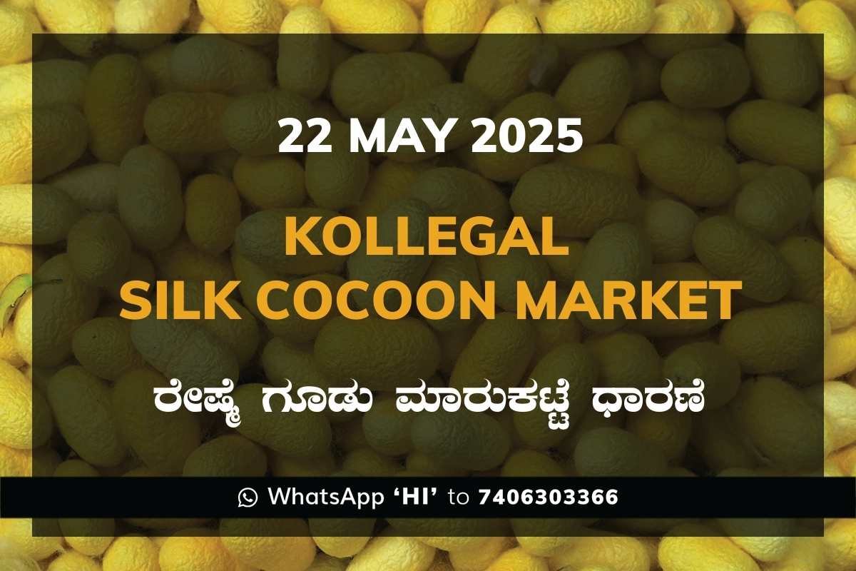 29 Kollegal Silk Cocoon Market Price Rate ಕೊಳ್ಳೇಗಾಲ ರೇಷ್ಮೆ ಗೂಡು ಮಾರುಕಟ್ಟೆ ಧಾರಣೆ