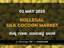 Kollegal Silk Cocoon Market Price Rate ಕೊಳ್ಳೇಗಾಲ ರೇಷ್ಮೆ ಗೂಡು ಮಾರುಕಟ್ಟೆ ಧಾರಣೆ