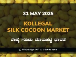 Kollegal Silk Cocoon Market Price Rate ಕೊಳ್ಳೇಗಾಲ ರೇಷ್ಮೆ ಗೂಡು ಮಾರುಕಟ್ಟೆ ಧಾರಣೆ