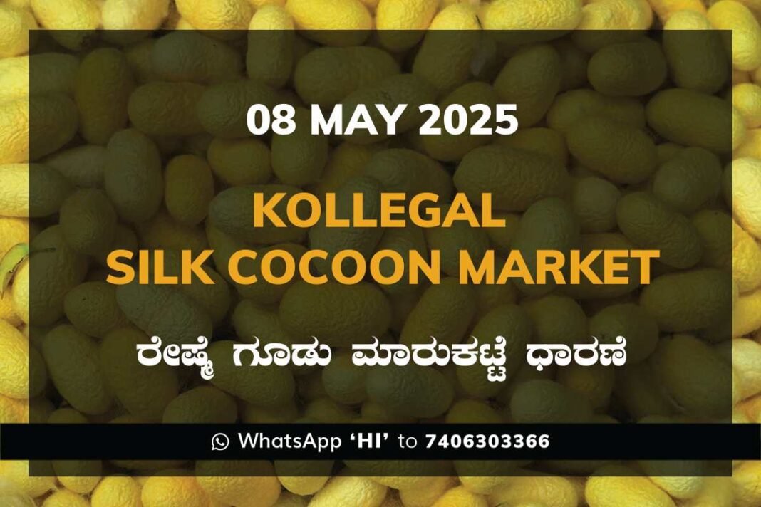 Kollegal Silk Cocoon Market Price Rate ಕೊಳ್ಳೇಗಾಲ ರೇಷ್ಮೆ ಗೂಡು ಮಾರುಕಟ್ಟೆ ಧಾರಣೆ