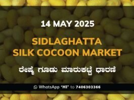 Sidlaghatta Silk Cocoon Market Price Rate ಶಿಡ್ಲಘಟ್ಟ ರೇಷ್ಮೆ ಗೂಡು ಮಾರುಕಟ್ಟೆ ಧಾರಣೆ