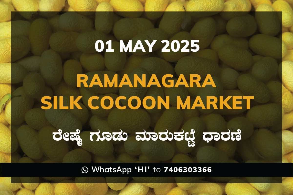 37 Ramanagara Silk Cocoon Market ರಾಮನಗರ ರೇಷ್ಮೆ ಗೂಡು ಮಾರುಕಟ್ಟೆ ಧಾರಣೆ