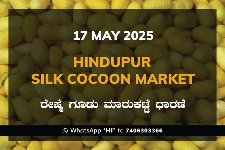 Hindupur Government Silk Cocoon Market Daily Rate Report ಹಿಂದೂಪುರ ರೇಷ್ಮೆ ಗೂಡು ಮಾರುಕಟ್ಟೆ ಧಾರಣೆ