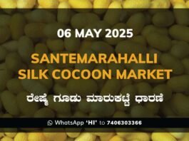 Silk Santhemarahalli Santemarahalli Government Cocoon Market ಸಂತೇಮರಹಳ್ಳಿ ರೇಷ್ಮೆ ಗೂಡು ಮಾರುಕಟ್ಟೆ ಧಾರಣೆ