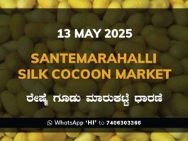 Silk Santhemarahalli Santemarahalli Government Cocoon Market ಸಂತೇಮರಹಳ್ಳಿ ರೇಷ್ಮೆ ಗೂಡು ಮಾರುಕಟ್ಟೆ ಧಾರಣೆ