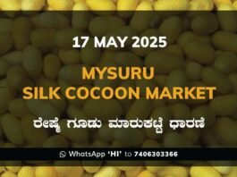 Mysuru Mysore Silk Cocoon Market Price Rate ಮೈಸೂರು ರೇಷ್ಮೆ ಗೂಡು ಮಾರುಕಟ್ಟೆ ಧಾರಣೆ