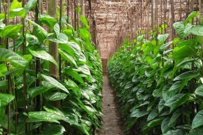 Savanur betel leaf Savanur betel leaf