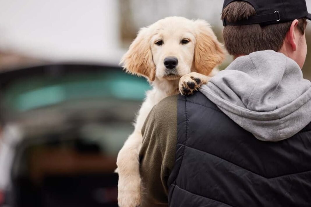 Owners are responsible for damage caused by dogs
