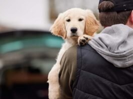 Owners are responsible for damage caused by dogs