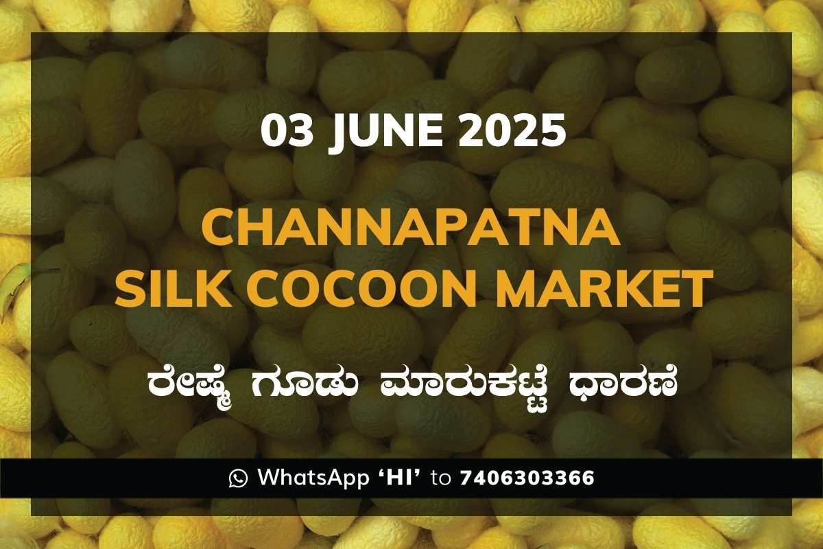 1 Channapatna Silk Cocoon Market Price Rate ಚನ್ನಪಟ್ಟಣ ರೇಷ್ಮೆ ಗೂಡು ಮಾರುಕಟ್ಟೆ ಧಾರಣೆ