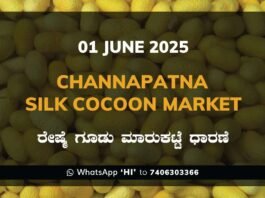 Channapatna Silk Cocoon Market Price Rate ಚನ್ನಪಟ್ಟಣ ರೇಷ್ಮೆ ಗೂಡು ಮಾರುಕಟ್ಟೆ ಧಾರಣೆ
